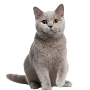 Katze