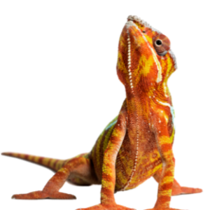 Reptilien