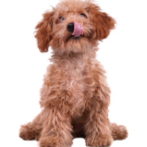 Hund