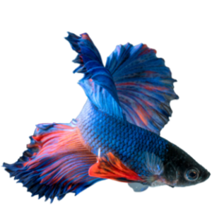 Fisch