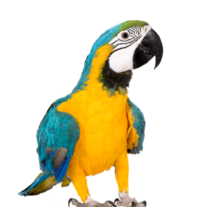 Vögel