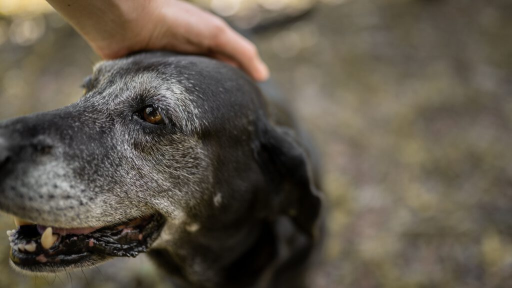 Seniorhund Ernährung, Ernährungsplan älterer Hund, Grünlippmuschel Hund – So bleibt Ihr Seniorhund fit und gesund.