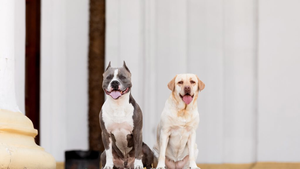 Verdauungsprobleme Hund, Hund Durchfall, Hund Erbrechen – Ursachen und Lösungsansätze für Verdauungsprobleme bei Hunden.