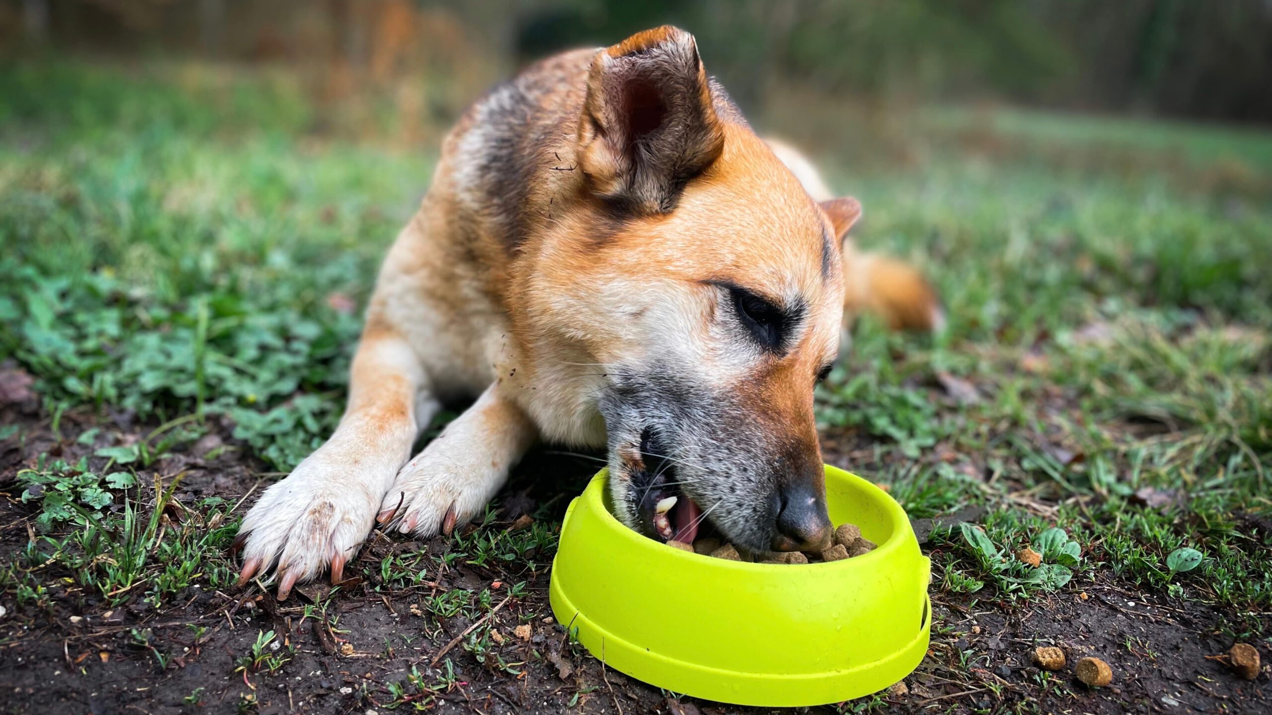 Gesunde Snacks Hund, Leckerlis Hund, natürliche Hundesnacks – Tipps für gesunde Leckerlis