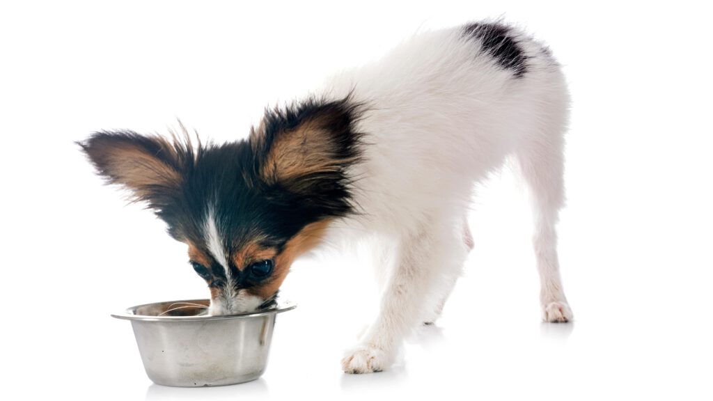 Gesunde Leckerlis Hund, natürliche Snacks Hund, Hundeleckerlis Rezept – Gesunde Leckerlis für Hunde, die Ihrem Hund guttun.