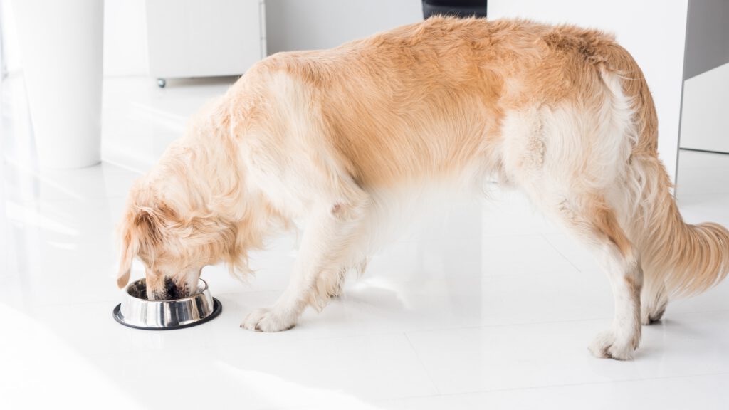 Hundesport Arthrose, Gelenkgesundheit Hund, Bewegung bei Gelenkproblemen Hund – So unterstützen Sie die Gelenke Ihres Hundes.