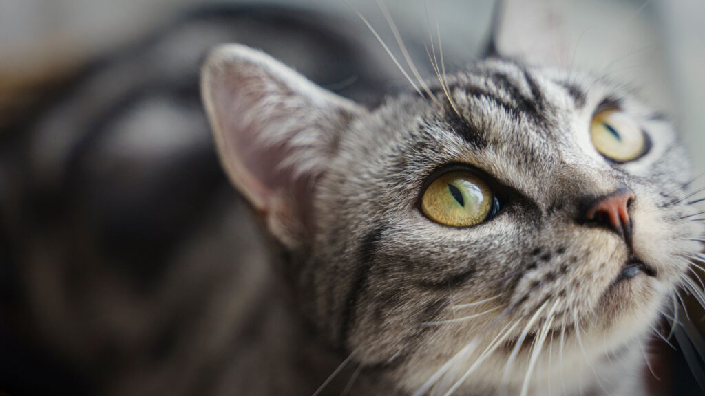 Nahrungsergänzungsmittel für Katzen, Grünlippmuschel Katze, Teufelskralle Katze – Wie Nahrungsergänzungsmittel die Gesundheit von Katzen fördern.