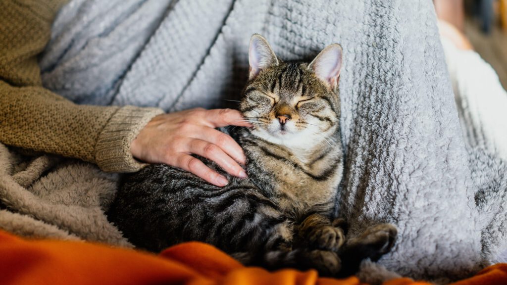 Arthrose Katze, Grünlippmuschel Katze, Gelenkschmerzen Katze – Unterstützung bei Arthrose