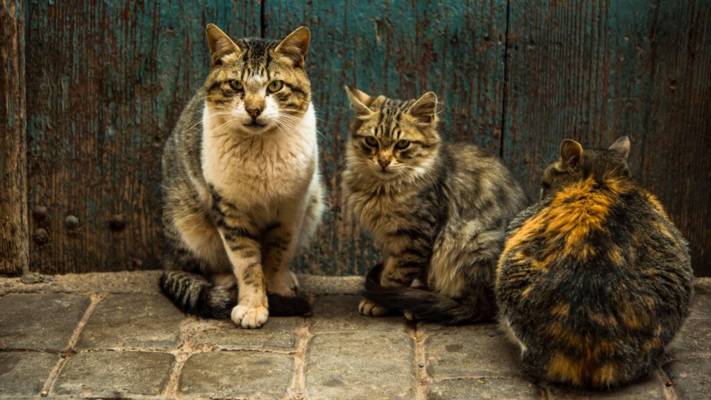Seniorenkatze, Glucosamin Katze, Gelenkgesundheit Katze – Nahrungsergänzungsmittel für die Lebensqualität älterer Katzen