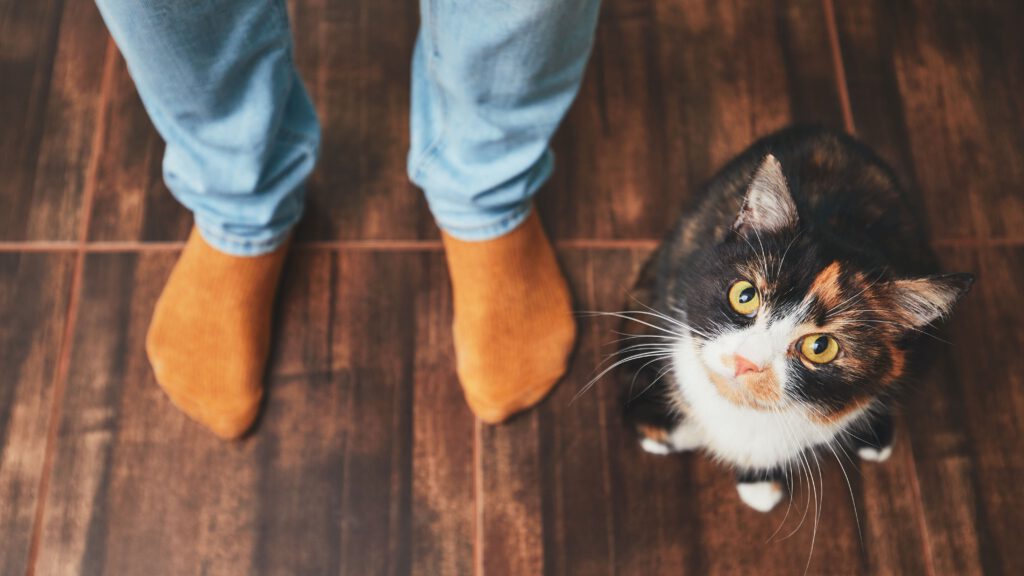 Verdauungsprobleme Katze, Katze erbricht, Probiotika Katze – Natürliche Lösungen bei Verdauungsproblemen.
