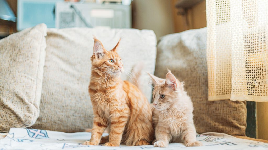 Allergie Katze, hypoallergenes Futter Katze, Omega-3 Katze – Ernährung und Ergänzungsmittel für allergische Katzen