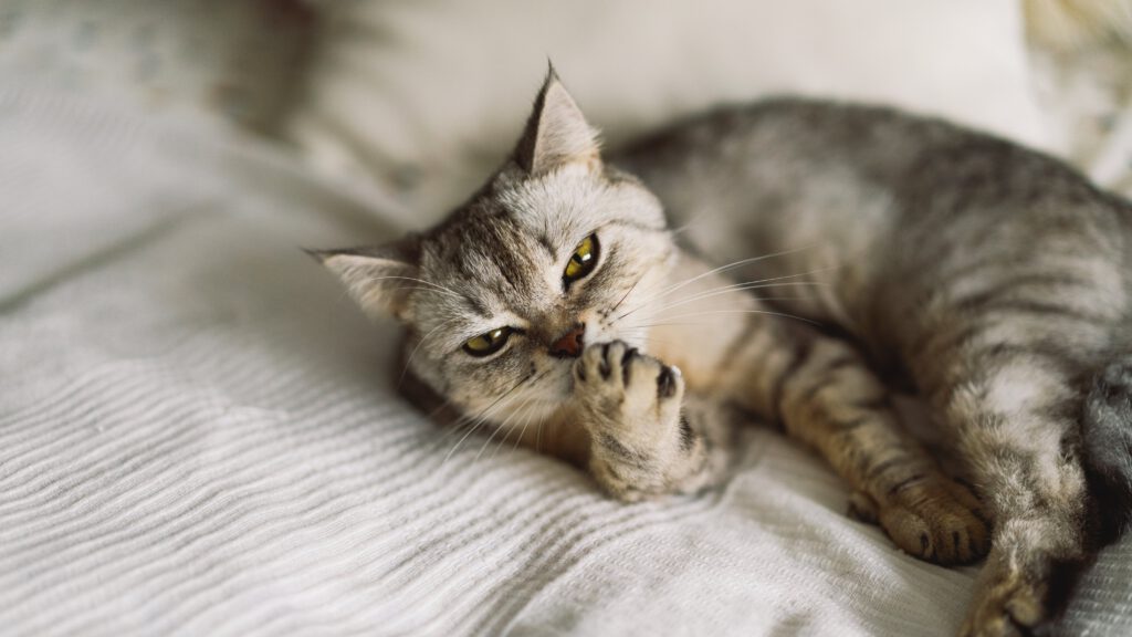 Stress bei Katzen, Baldrian Katze, Johanniskraut Katze – Natürliche Mittel zur Stressreduktion