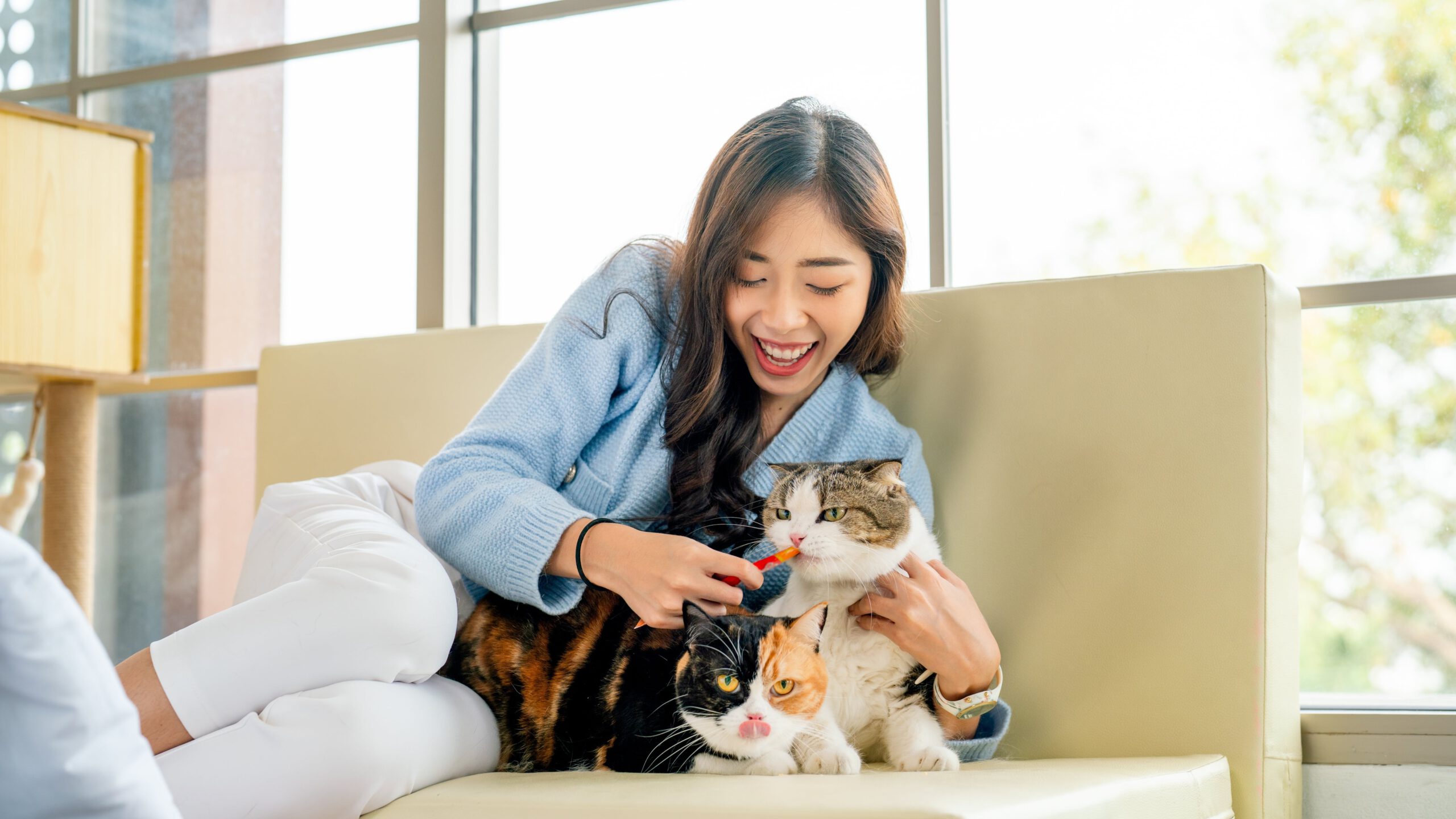 Katzen entwurmen, Kokosöl Katze, Kürbiskerne Katze – Natürliche Wurmprophylaxe für Katzen