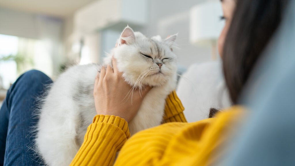 Fellpflege Katze, Omega-3 Katze, Biotin Katze – Ernährung und natürliche Mittel für gesunde Katzenhaut