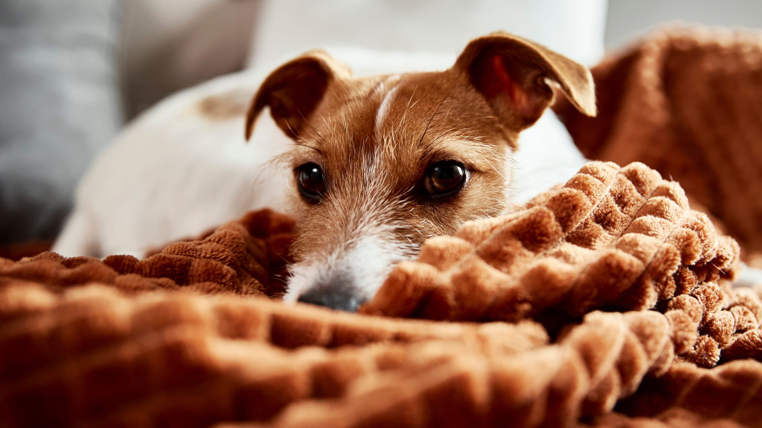 Magen-Darm-Gesundheit Hund, Probiotika Hund, Flohsamenschalen Hund – Natürliche Mittel bei Verdauungsproblemen