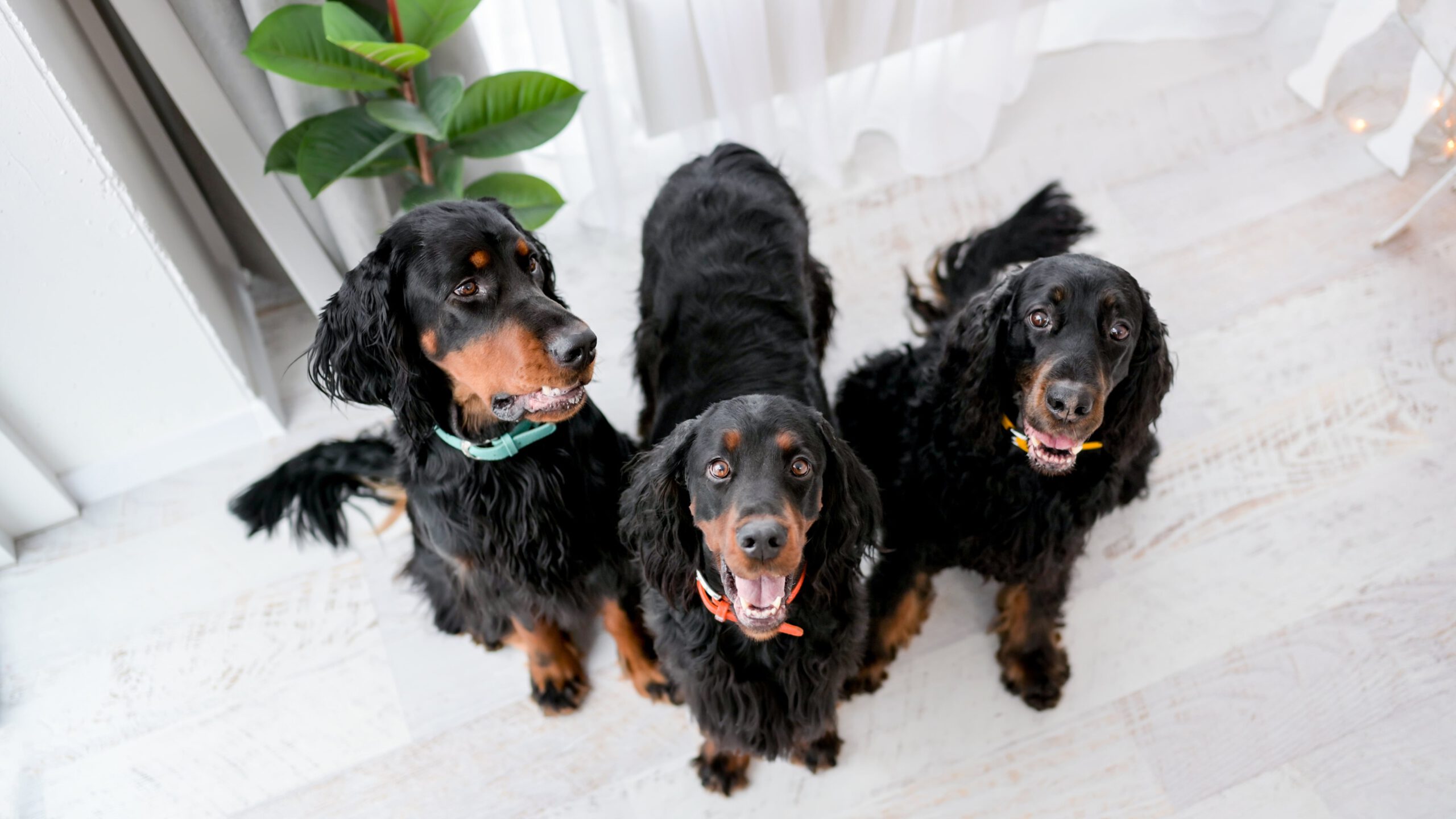 Ernährung aktiver Hund, Proteine Hund, Omega-3 Hund – Ernährungstipps für sportliche Hunde