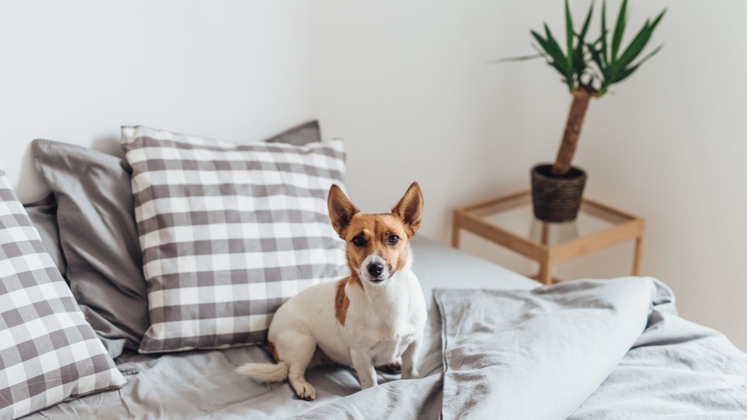 Allergien Hund, Omega-3 Hund, hypoallergenes Futter Hund – Natürliche Lösungen bei Allergien