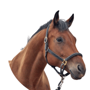 Pferd